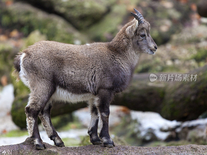 高山幼山羊 (Capra ibex)